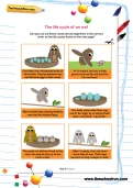 The life cycle of an owl worksheet
