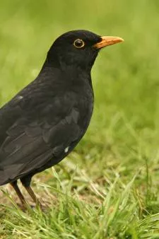 Blackbird