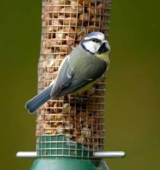 Blue tit