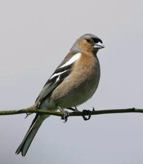 Chaffinch