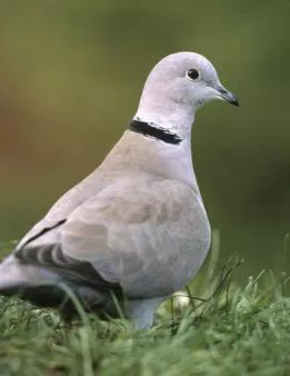 Collared dove