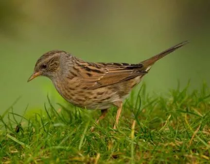 Dunnock