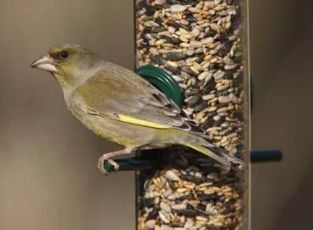 Greenfinch