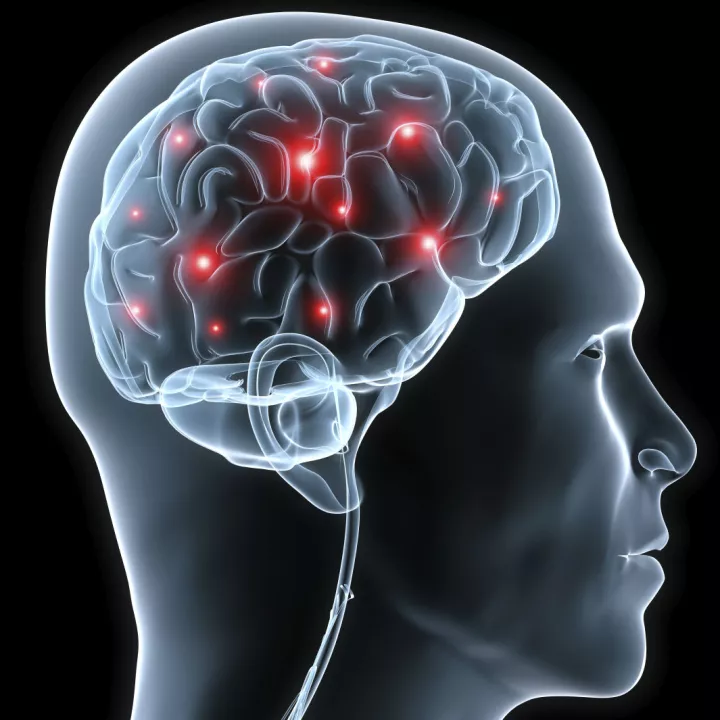 Human brain and nervous system Homework Gnome Human brain and nervous system Homework Gnome