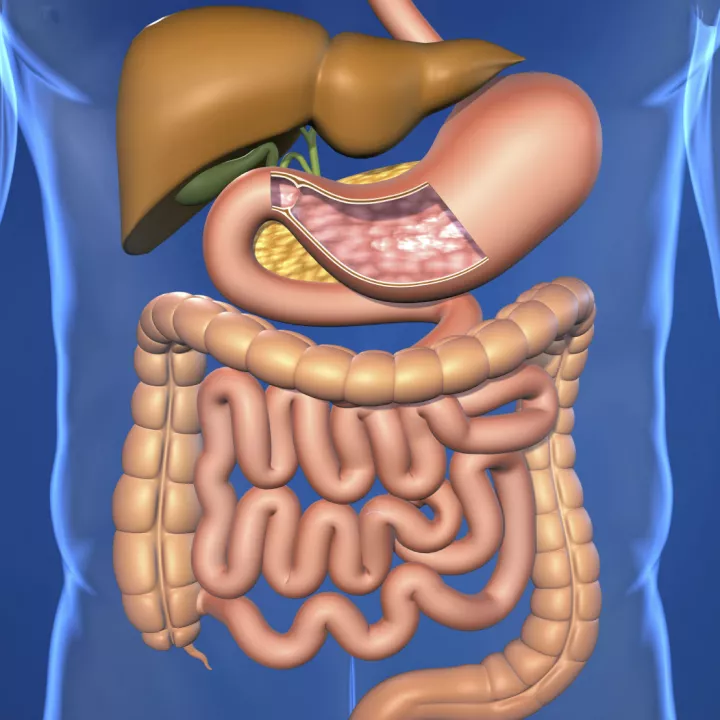 Human digestive system Homework Gnome