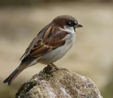 House sparrow