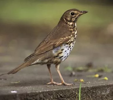 Song thrush