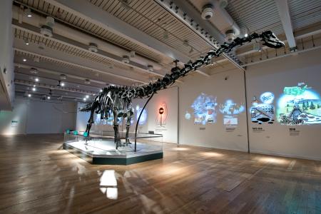 Dinosaur skeleton at The Great north Museum