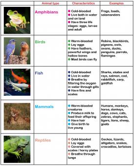 Learning about animals in primary school | TheSchoolRun