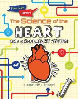 Circulatory System Flow Chart For Kids