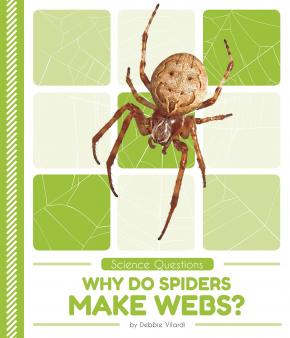 British Spider Identification Chart