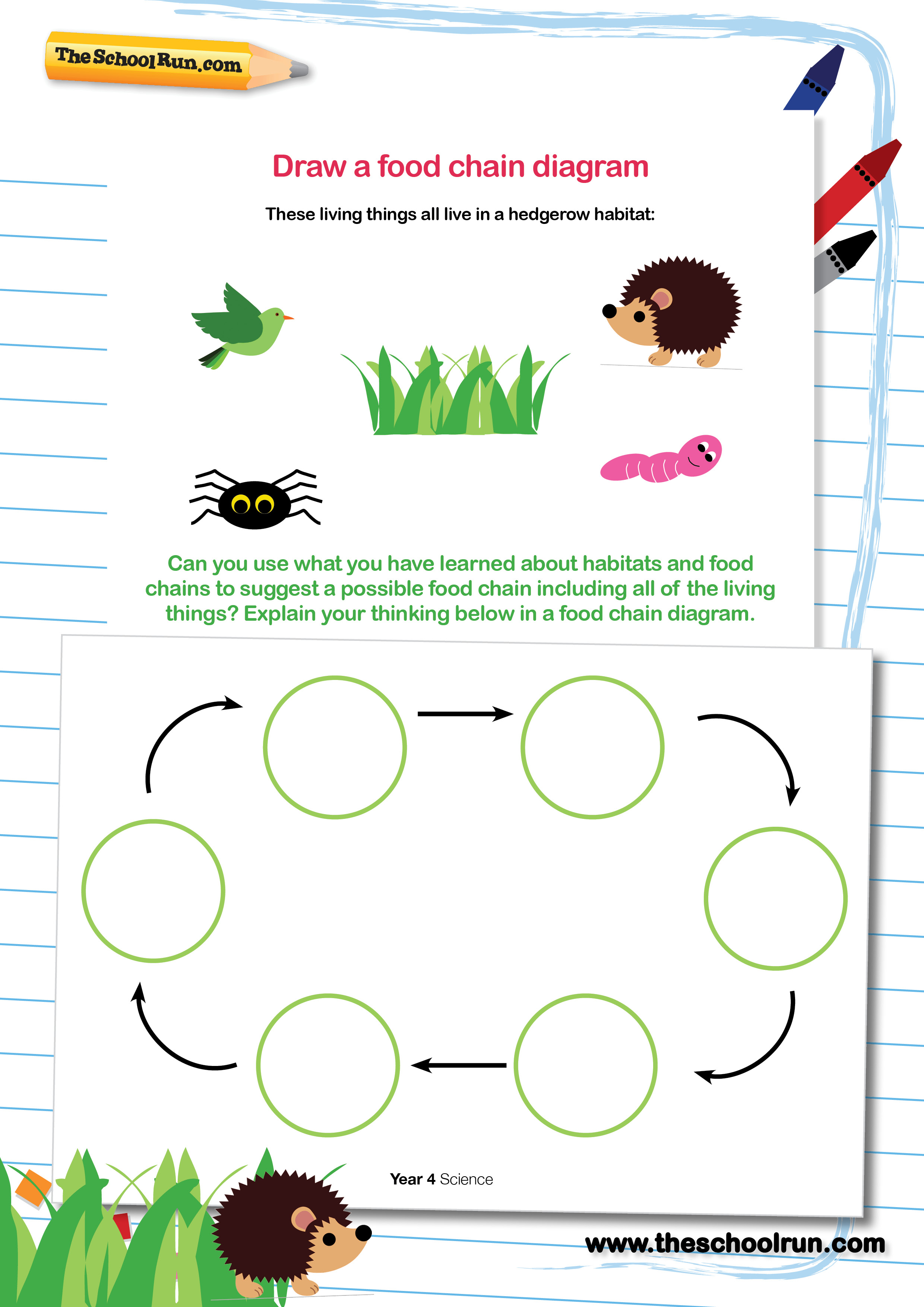 Draw a food chain diagram Biology Diagrams